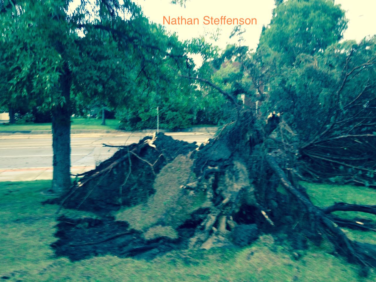uprooted tree by Brainerd High School S 5th St uprooted tree by Brainerd High School S 5th St