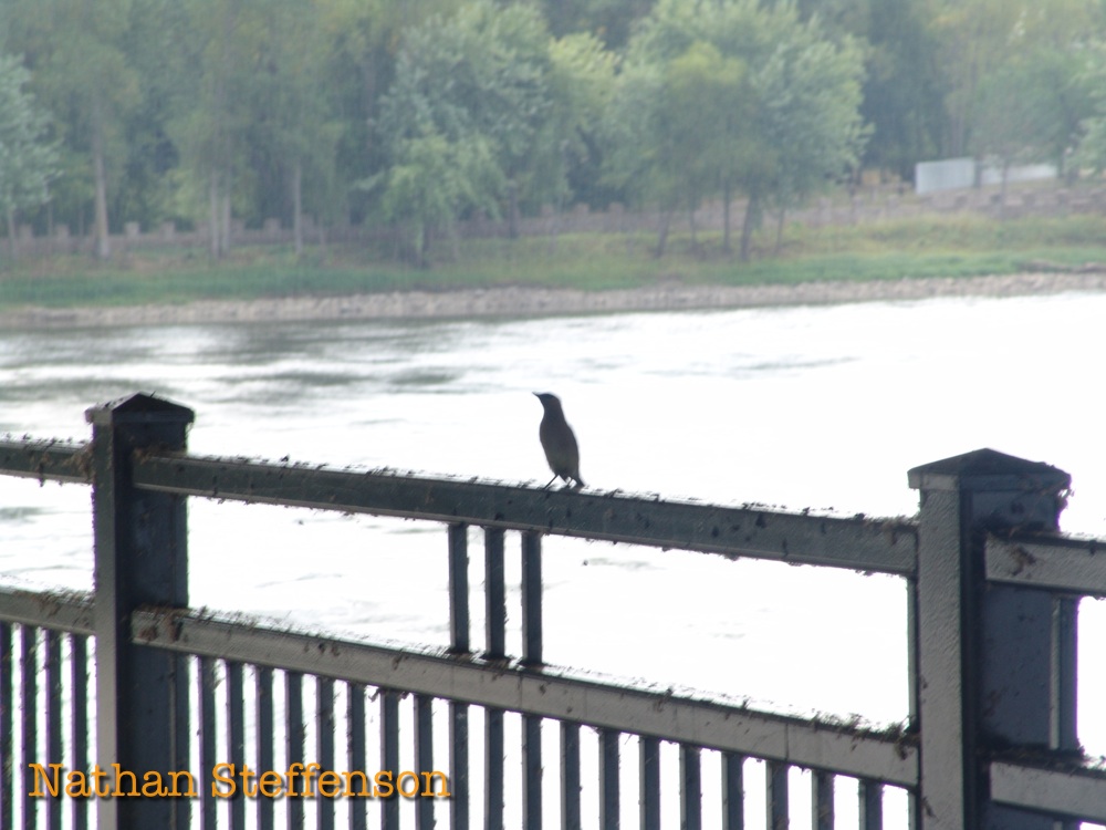 college drive underpass trail college drive underpass trail